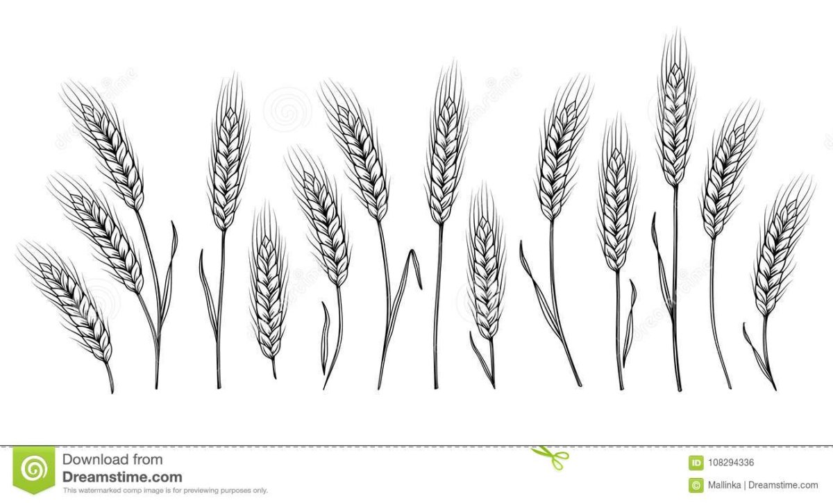 Колосья пшеницы рисунок карандашом