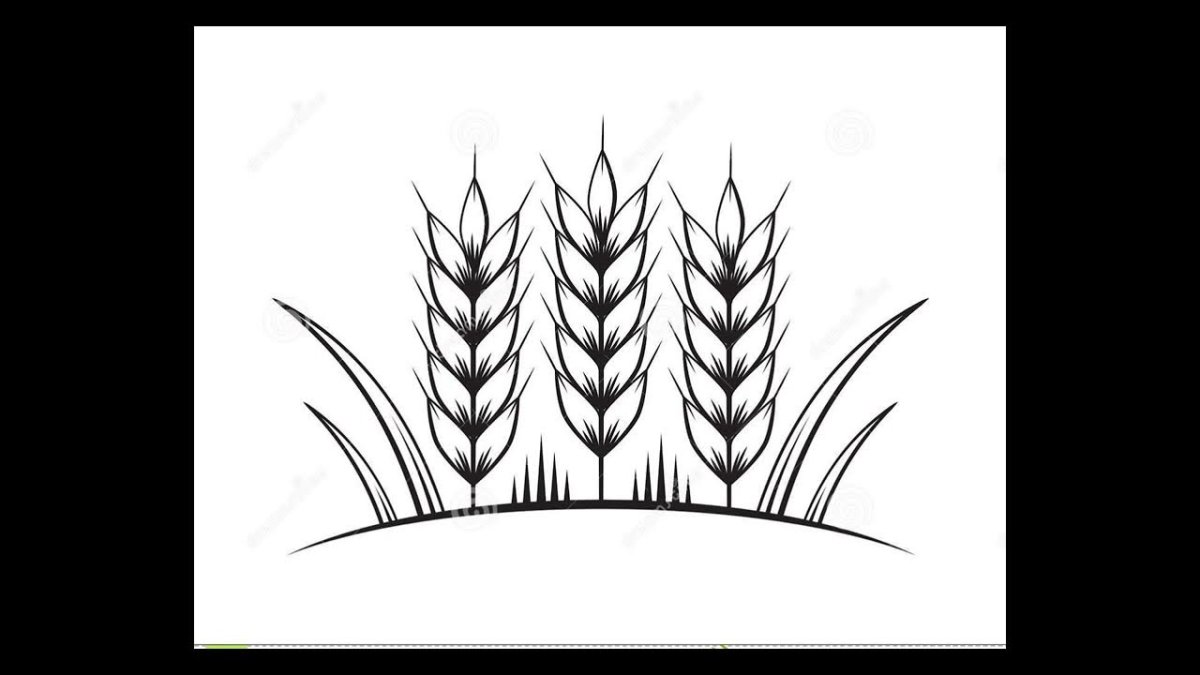Раскраски колоски и хлеб