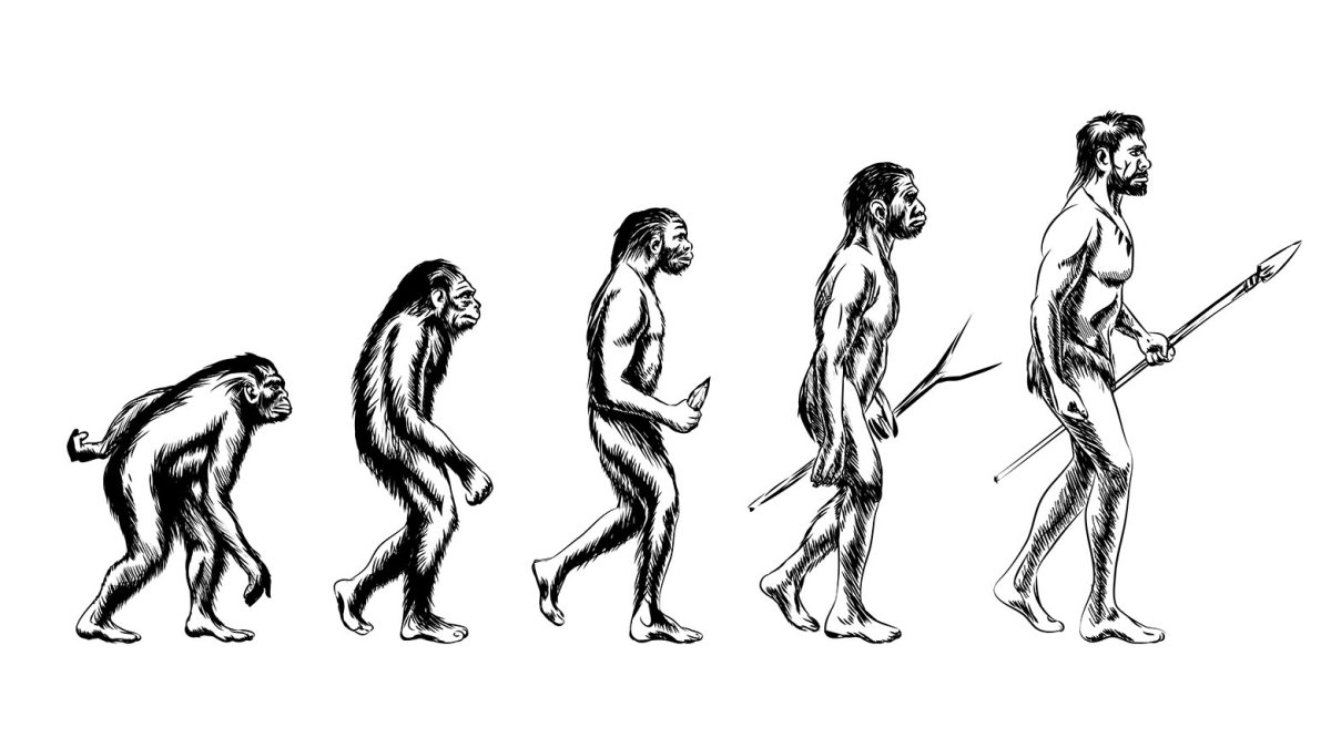Human Evolution Эволюция человека