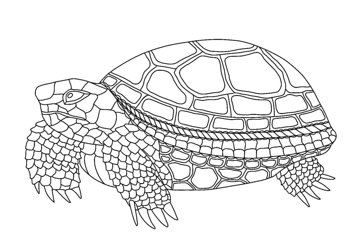 Графомоторика черепаха