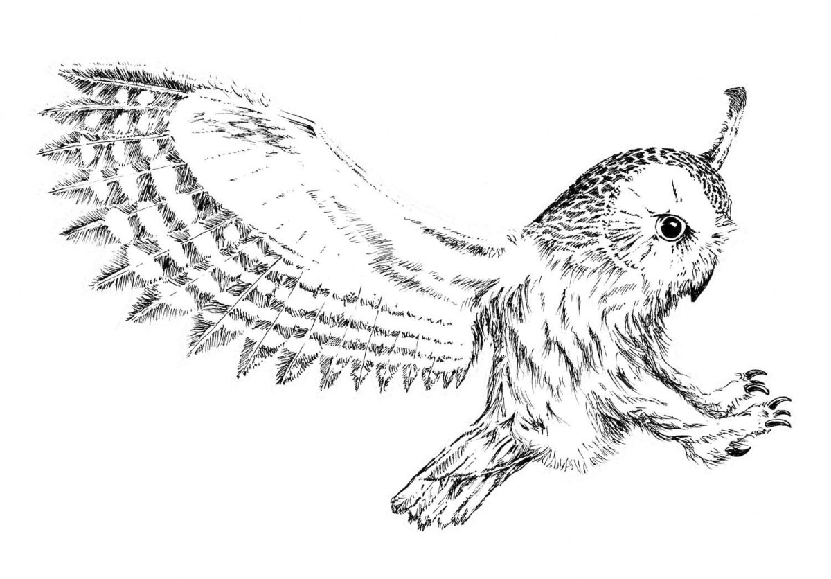 Раскраска Гарри Поттер