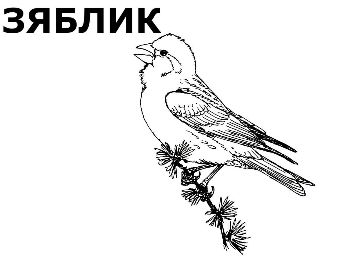 Зимующие птицы раскраски для детей