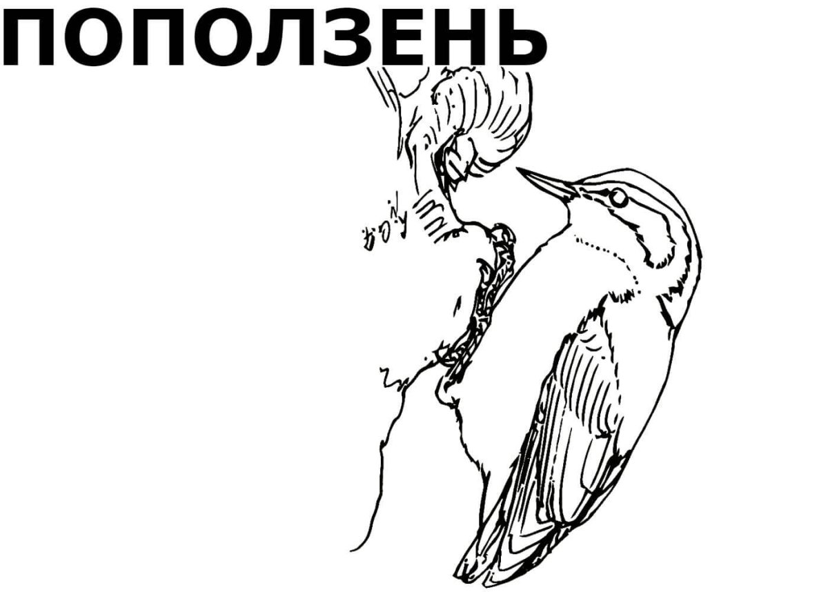 Зимующие птицы средней полосы России и названия