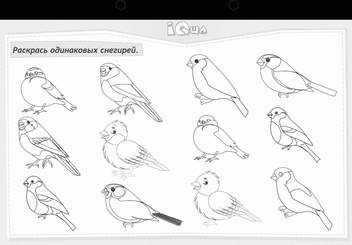 Свиристель птица раскраска для детей