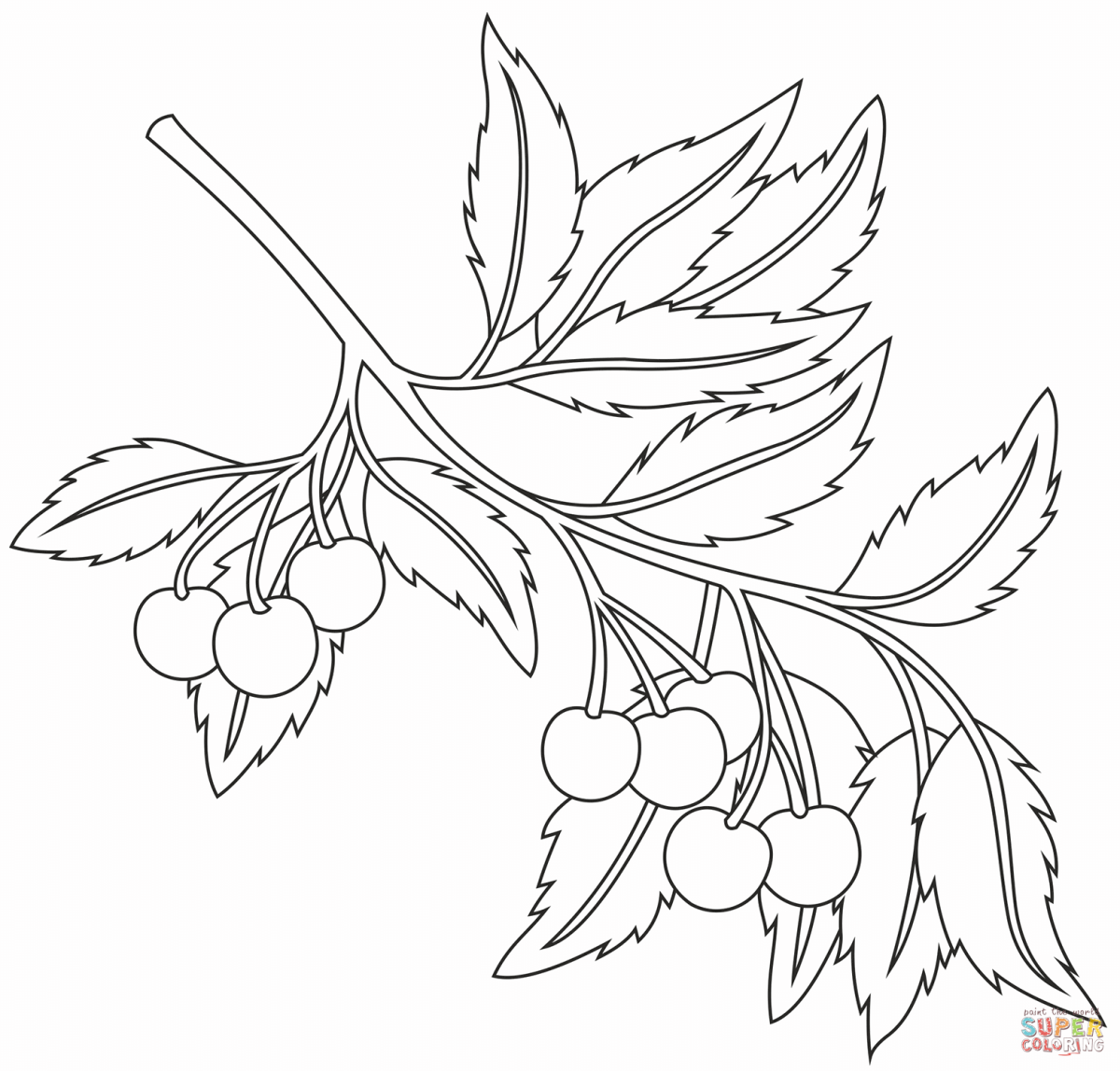 Веточка вишни раскраска