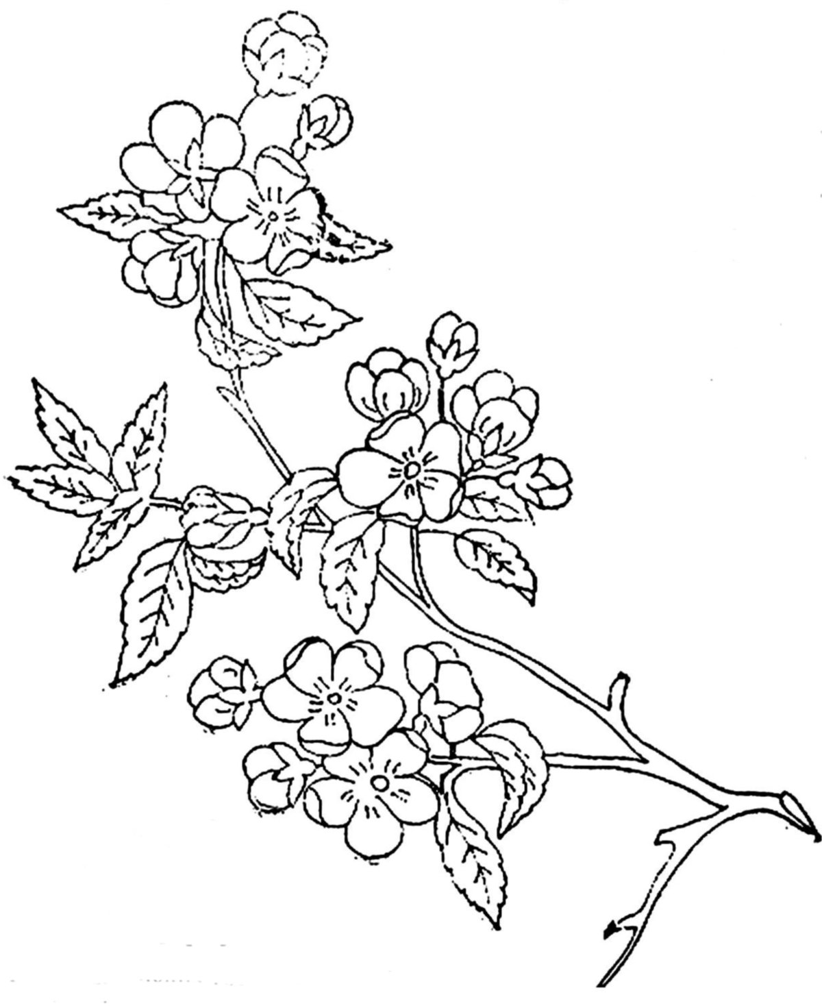 Веточка Сакуры раскраска