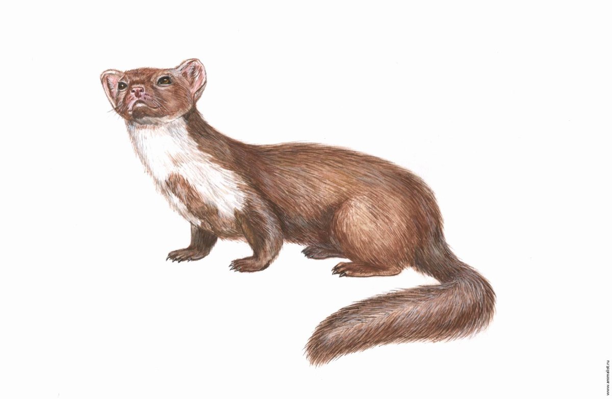 Белогрудка иллюстрации