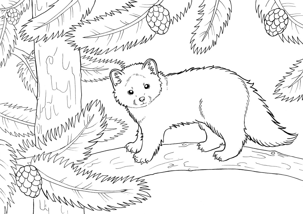 Соболь рисунок