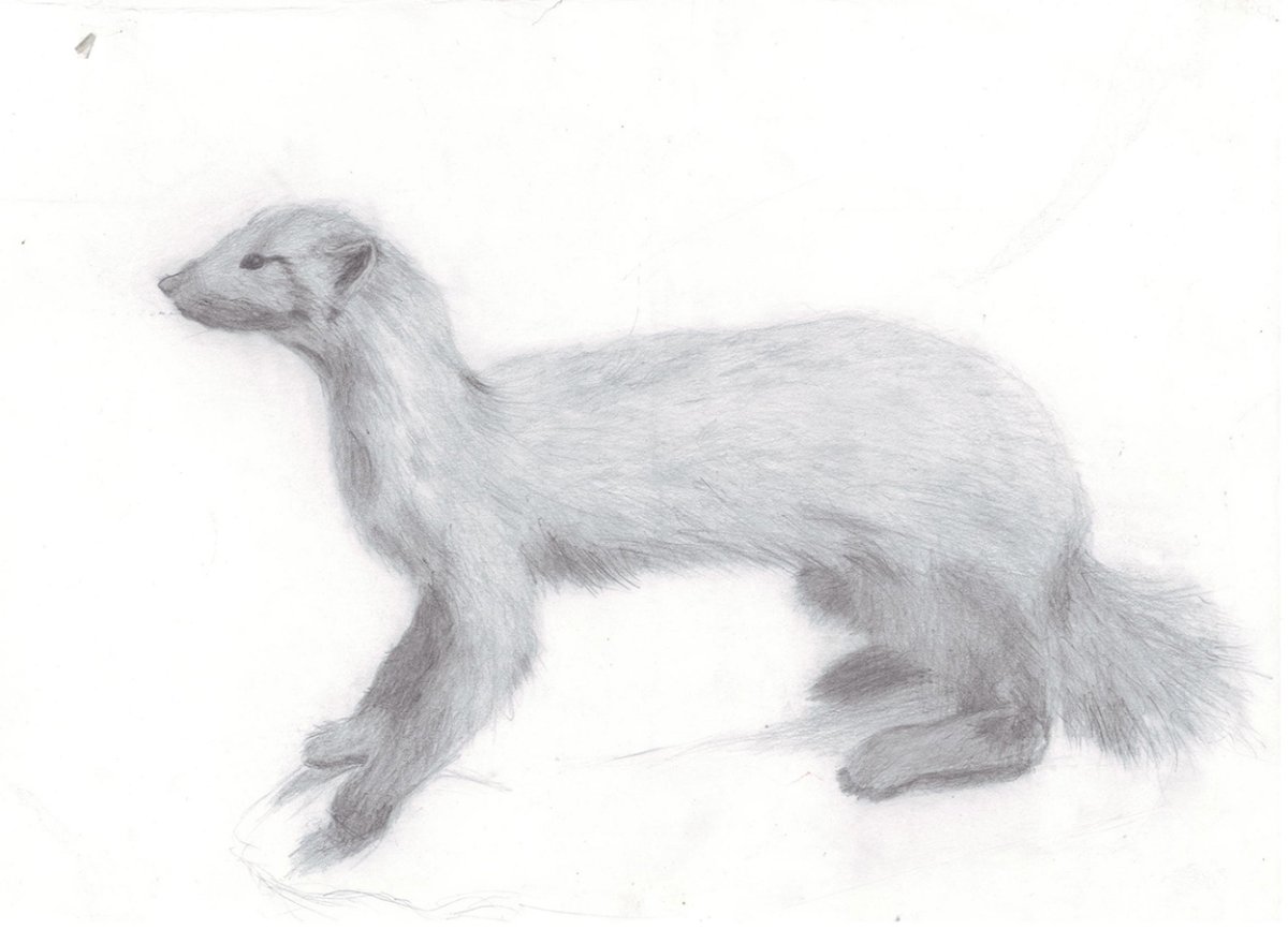 Соболь рисунок акварелью