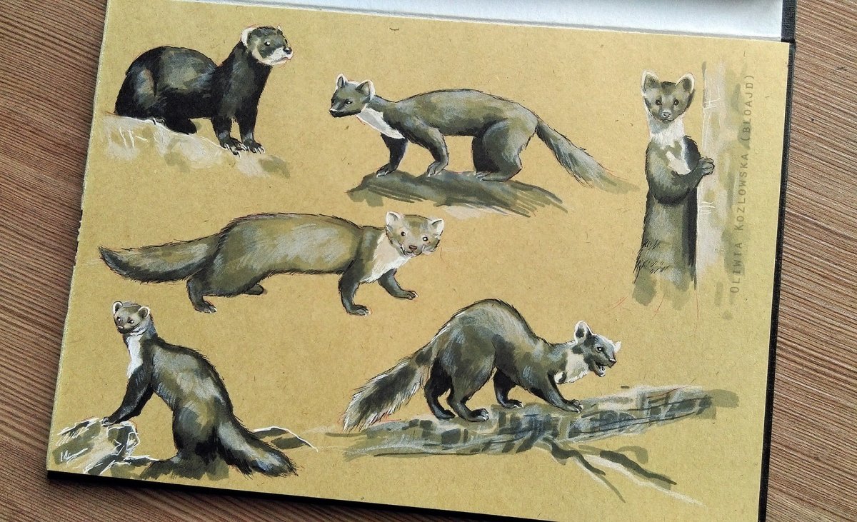 Каменная куница