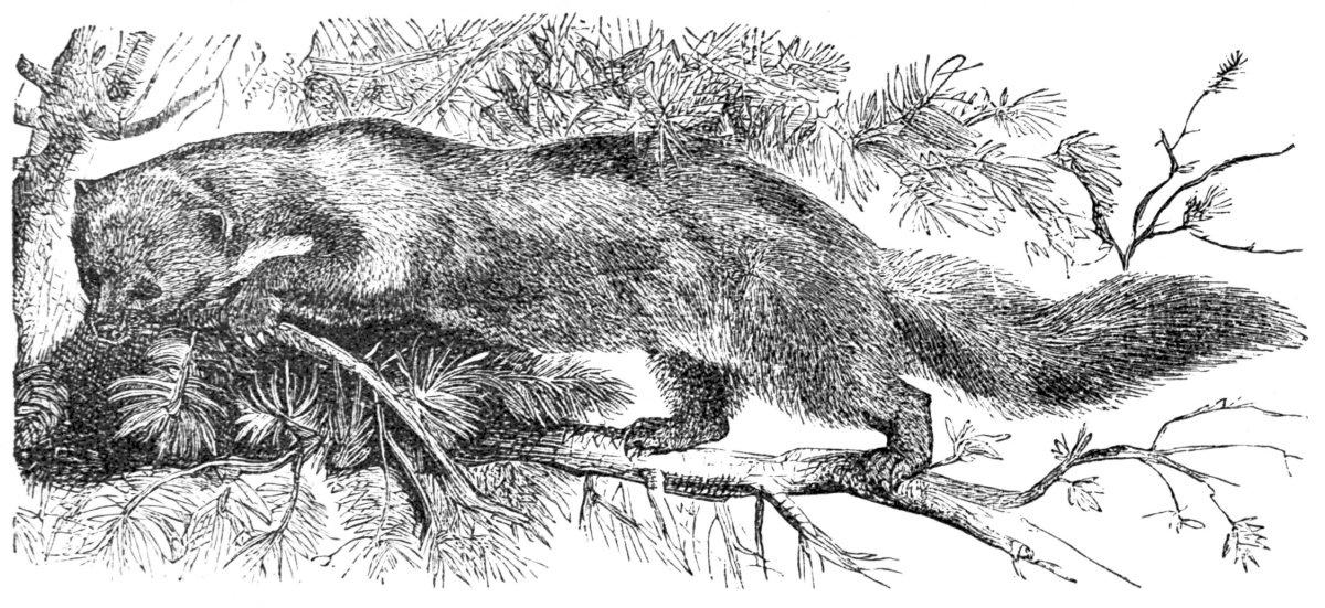 Шкатулка Woods natural History Mammalia