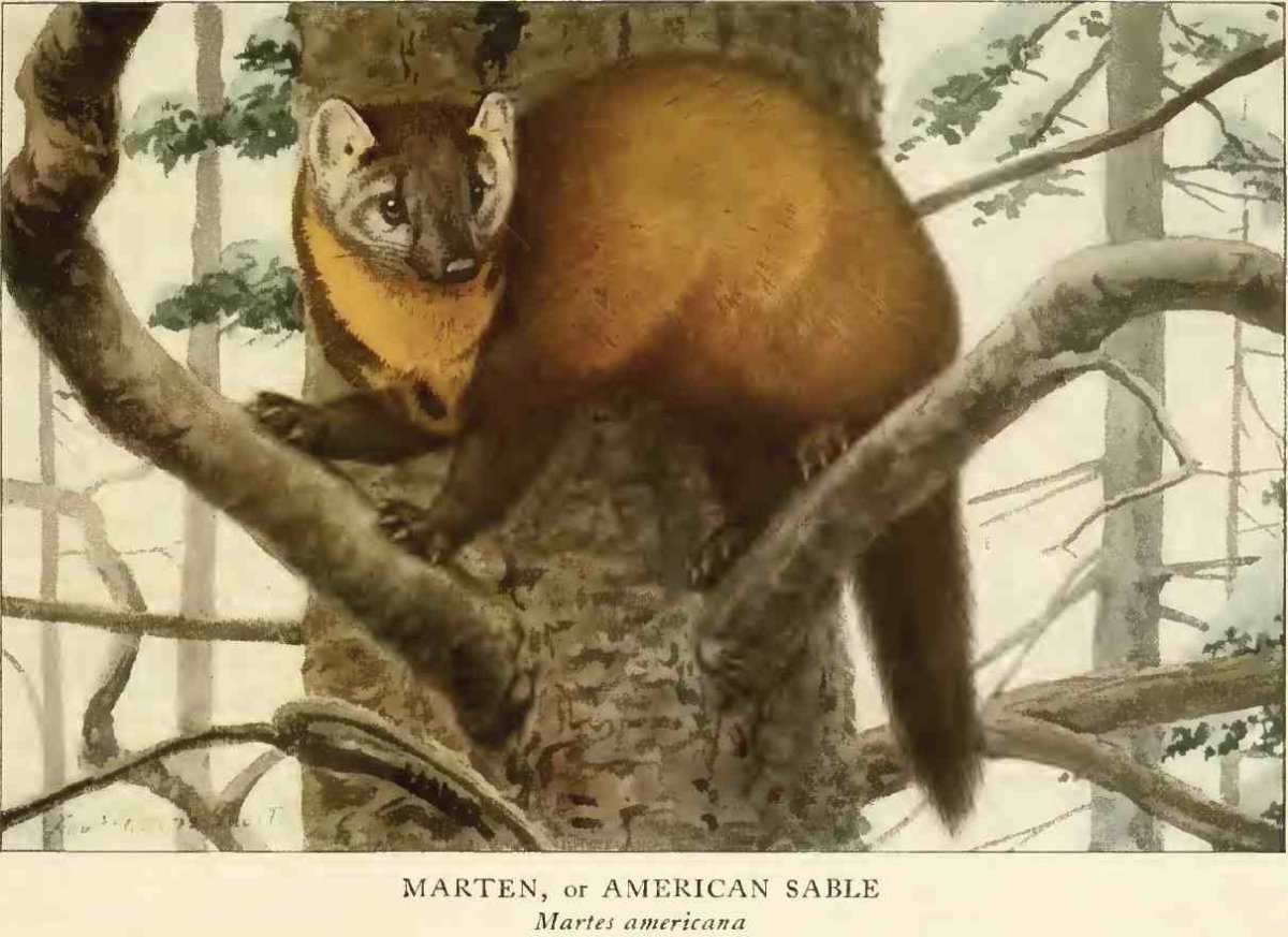 Раскраска "Дикие животные"