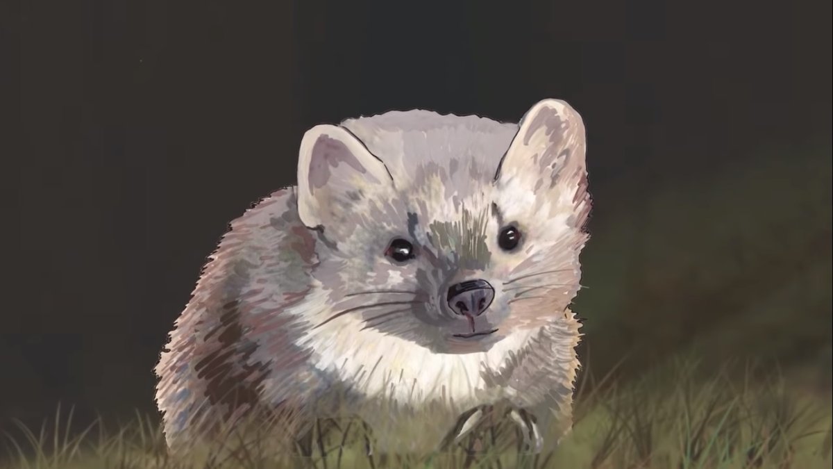 Европейская норка нарисовать