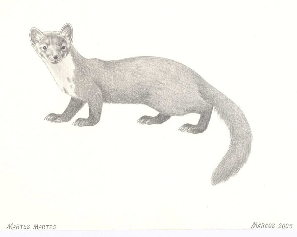 Белогрудка Астафьев иллюстрации