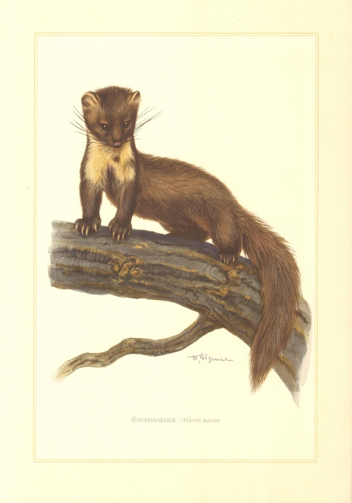 Горностай, животное из семейства хорьковых