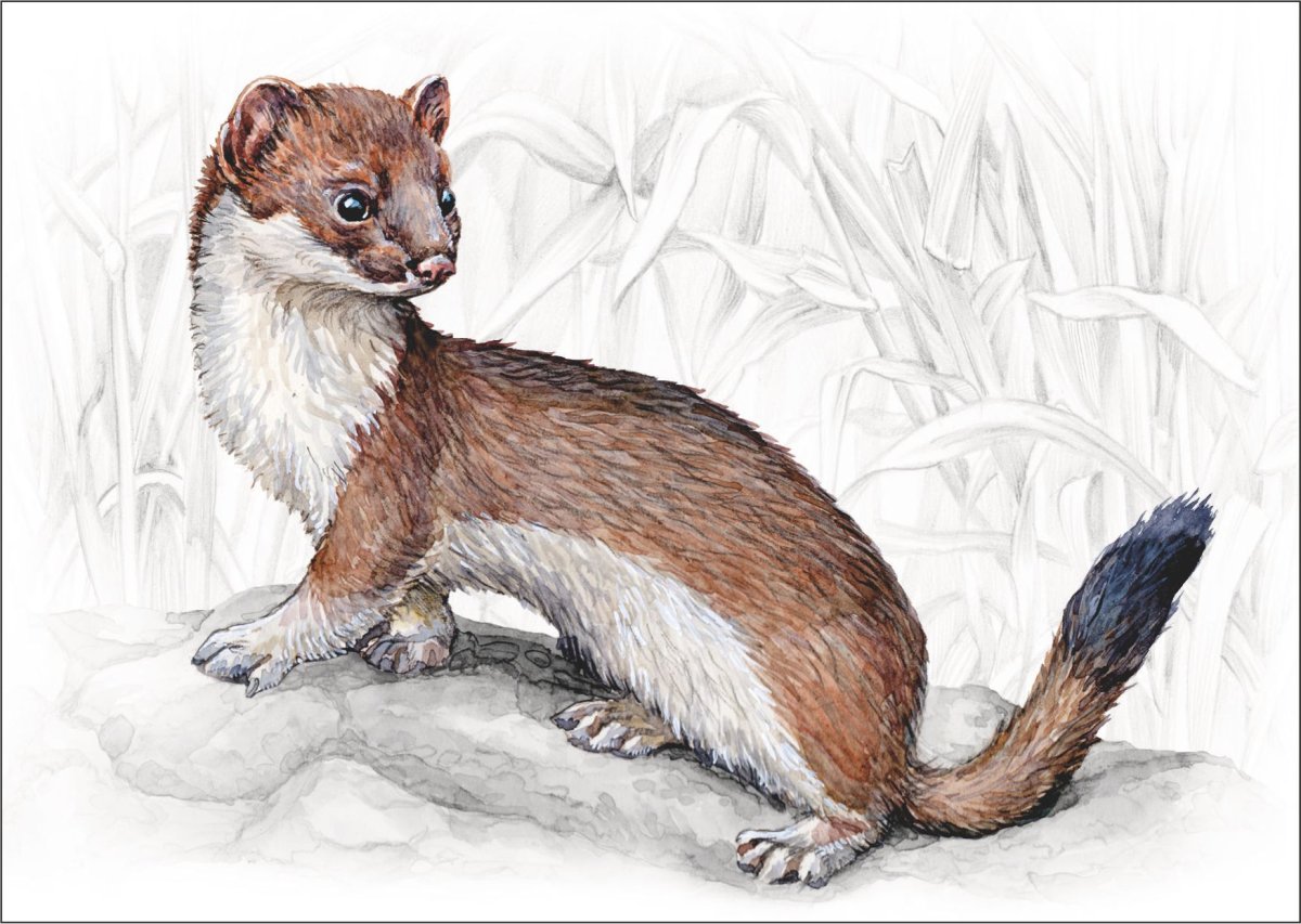 Куница рисунок