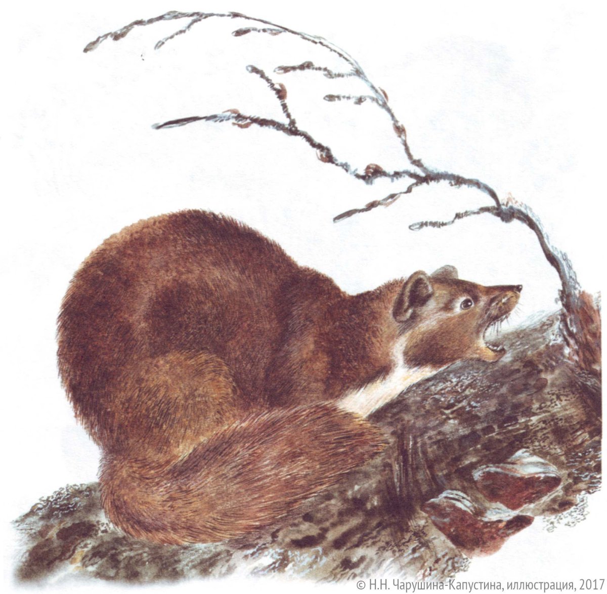 Куница животное