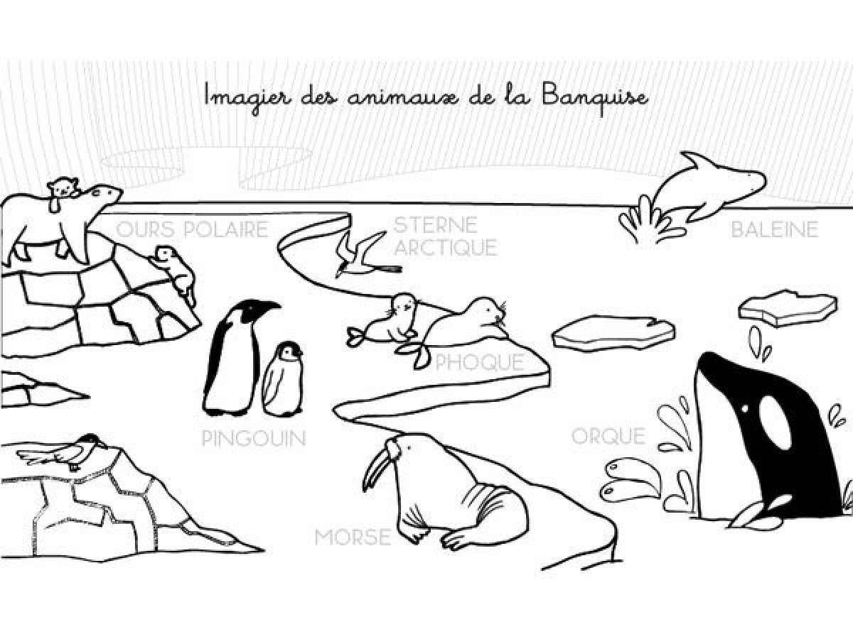 Животные Арктики раскраска