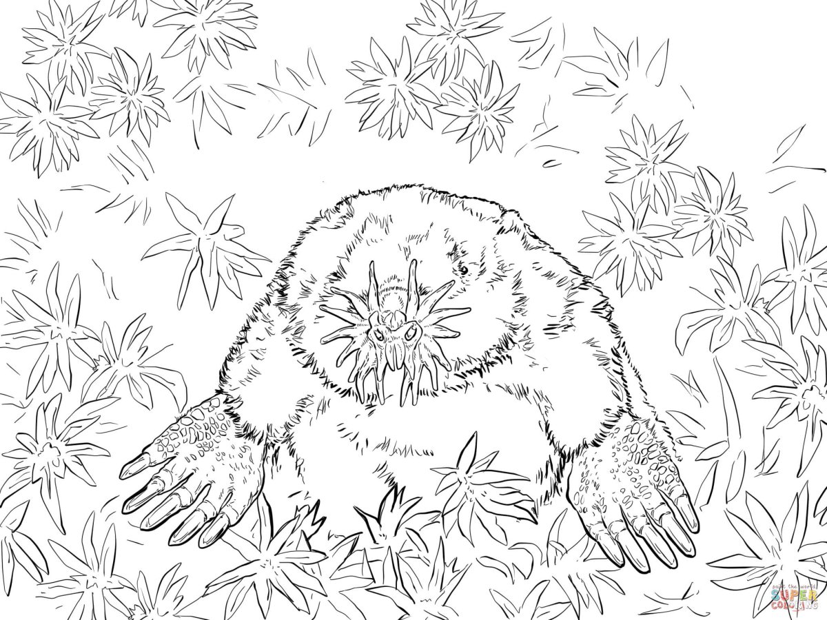 Звездонос раскраска