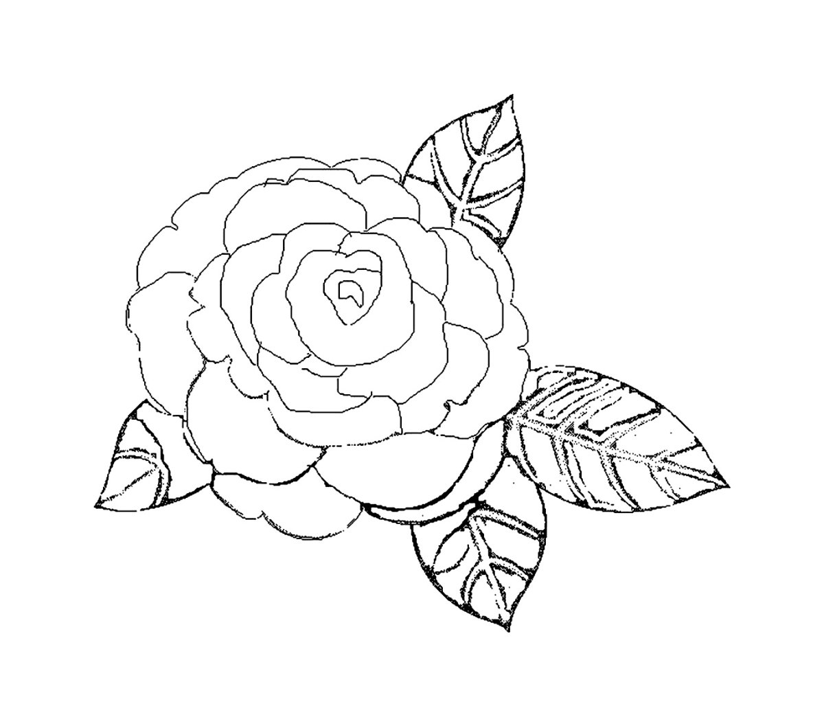 Раскраска цветка Камелия