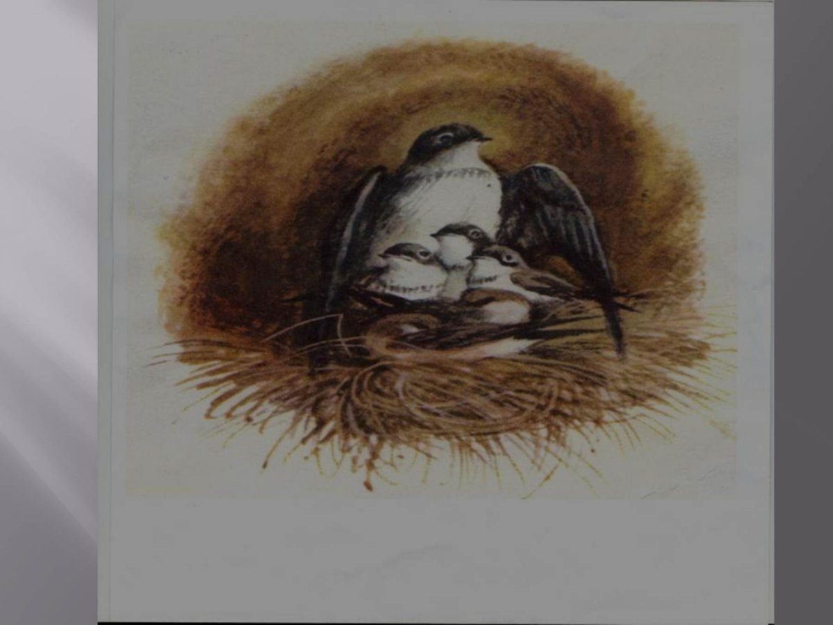 В П Астафьев Стрижонок скрип