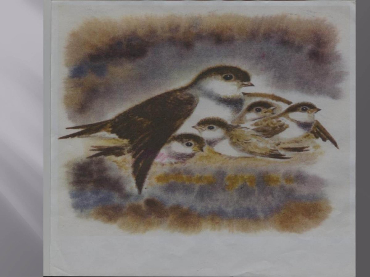 В П Астафьев Стрижонок скрип