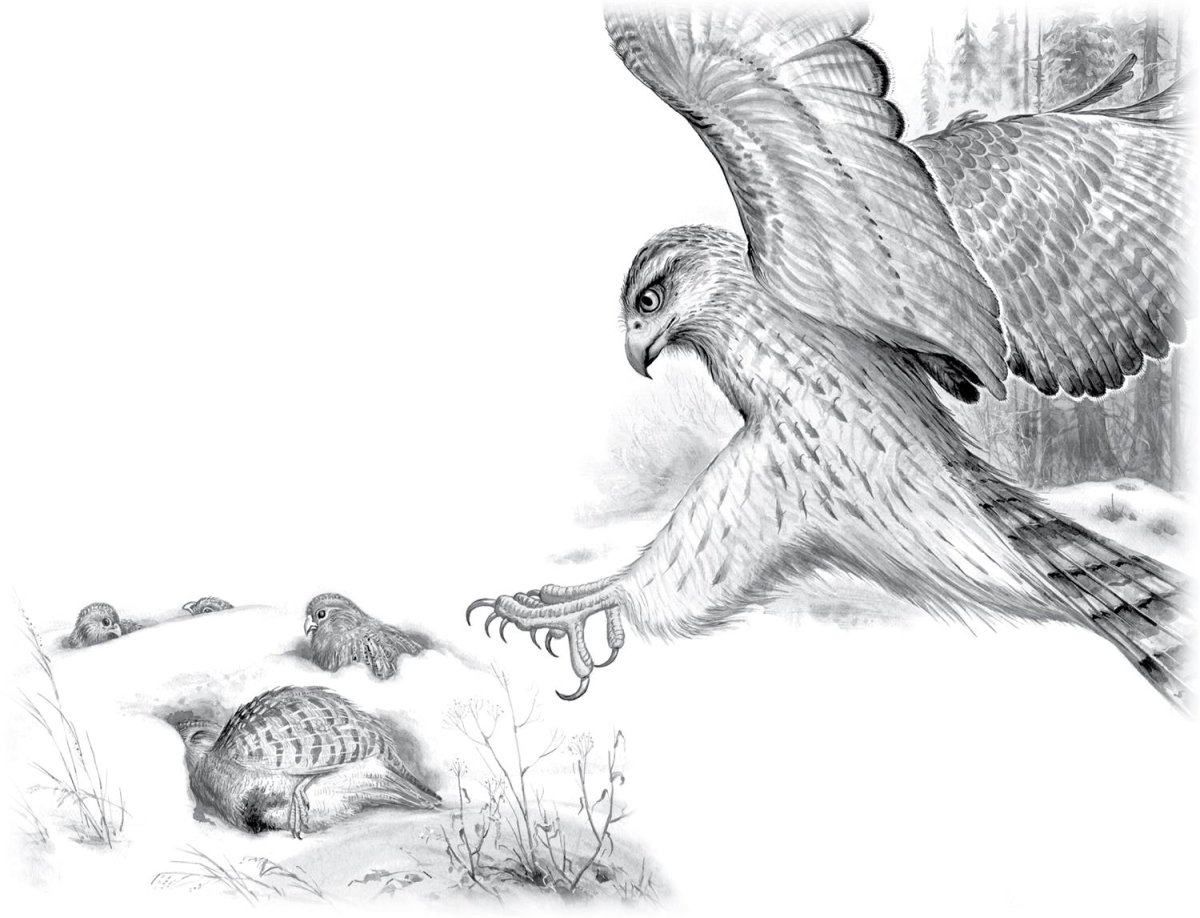 Остафтевстрижонок скрип