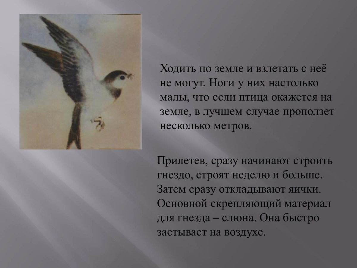 Раскраска гнездо птицы