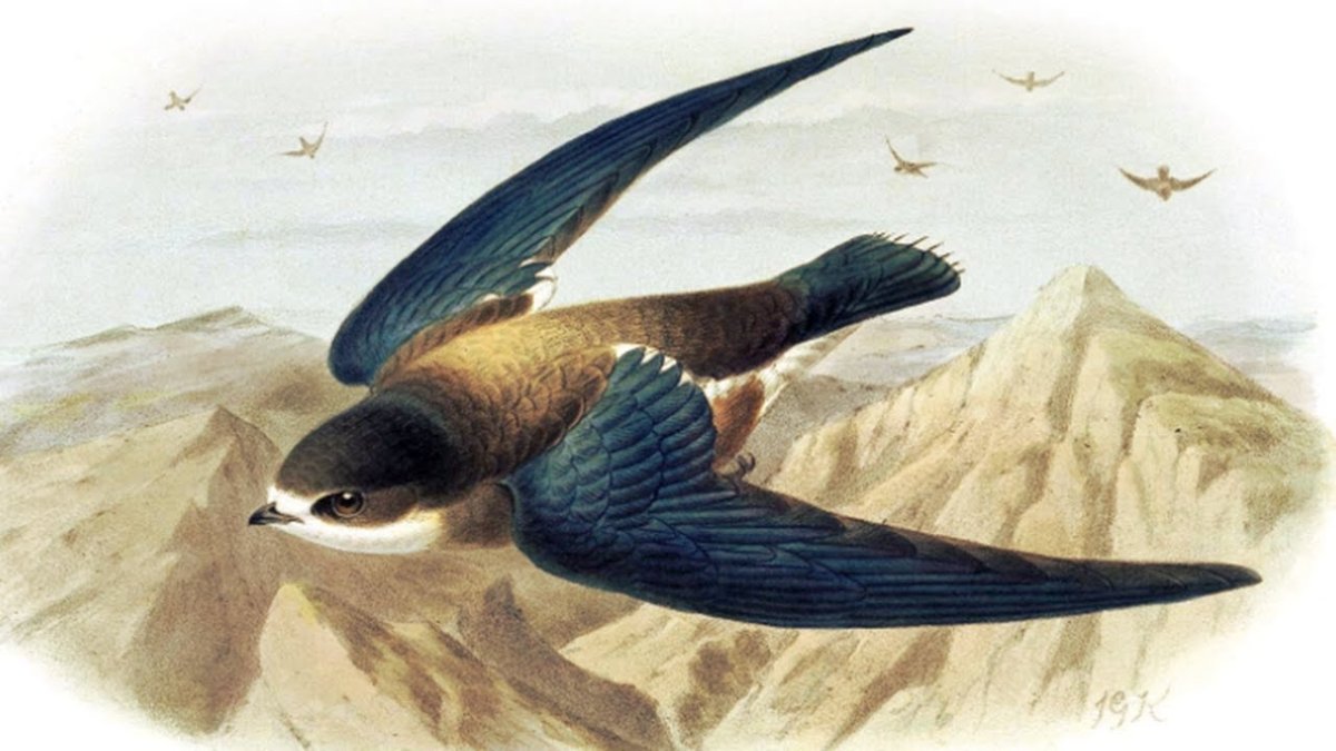 Стрижонок рисунок