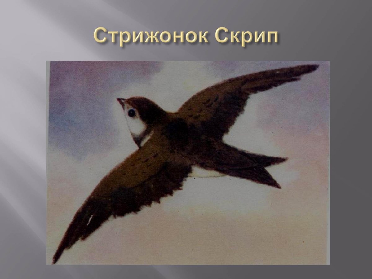 Стрижонок скрип рисунок