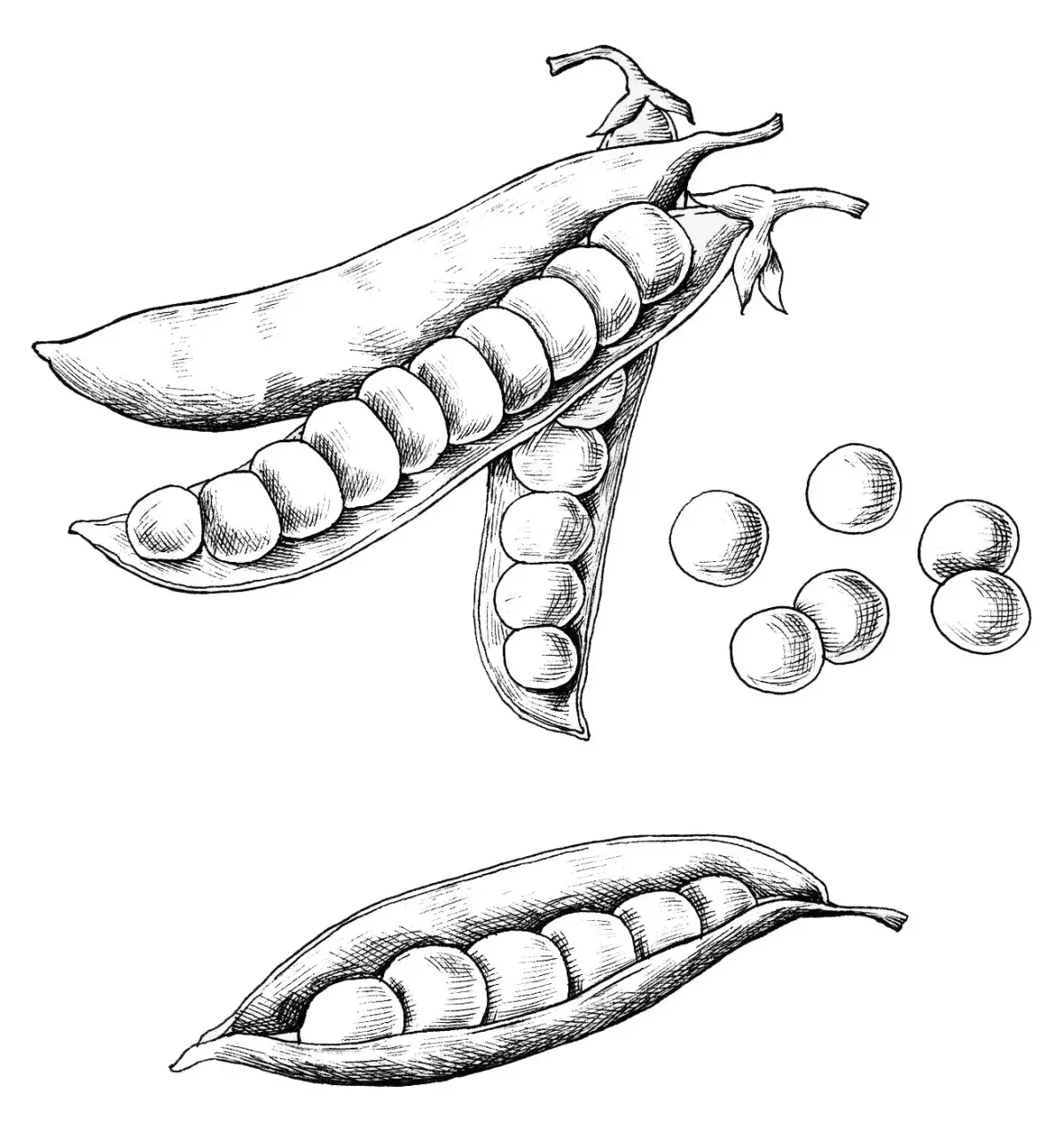 Нарисовать горох