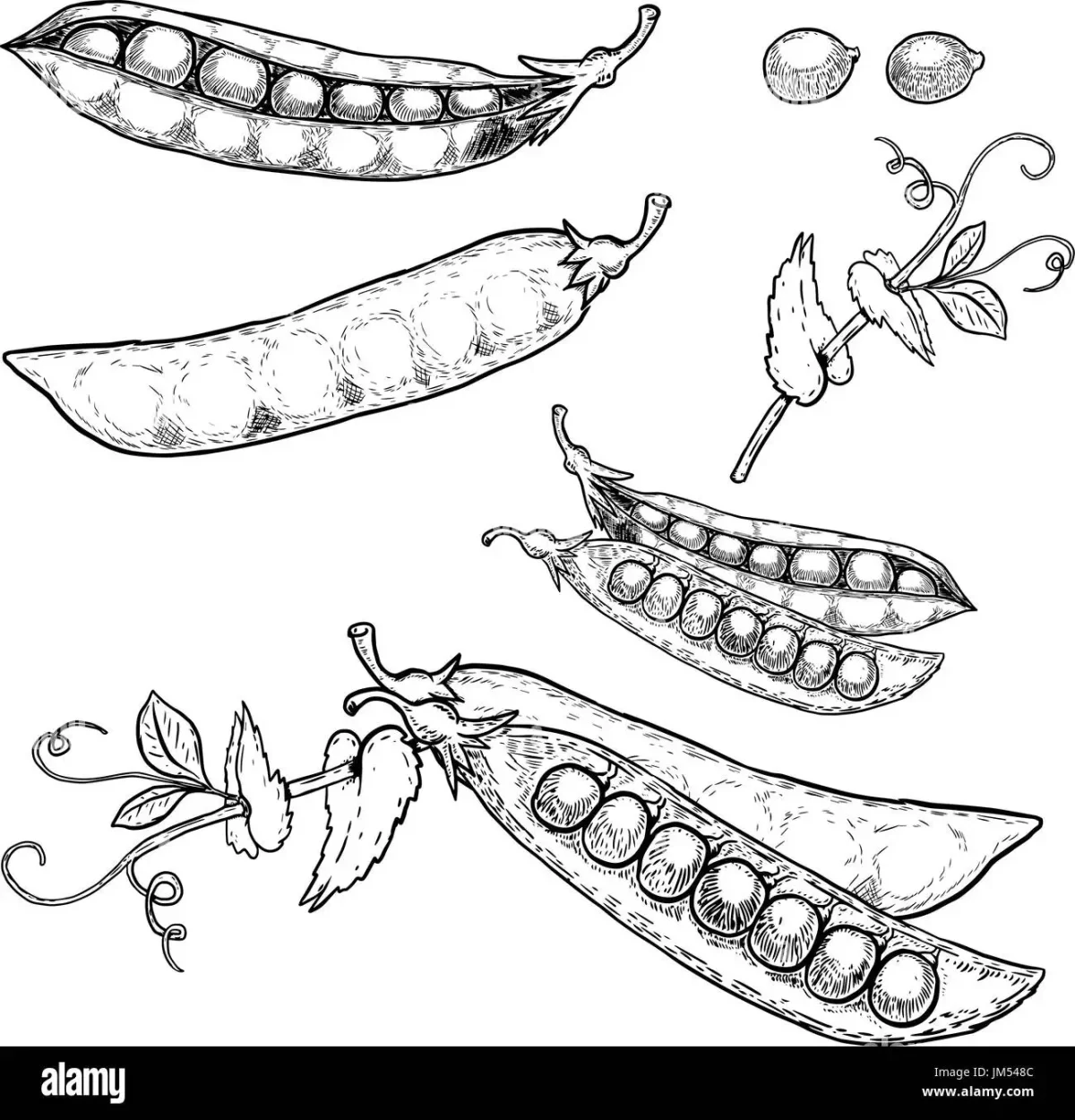 Стручки гороха черно-белые