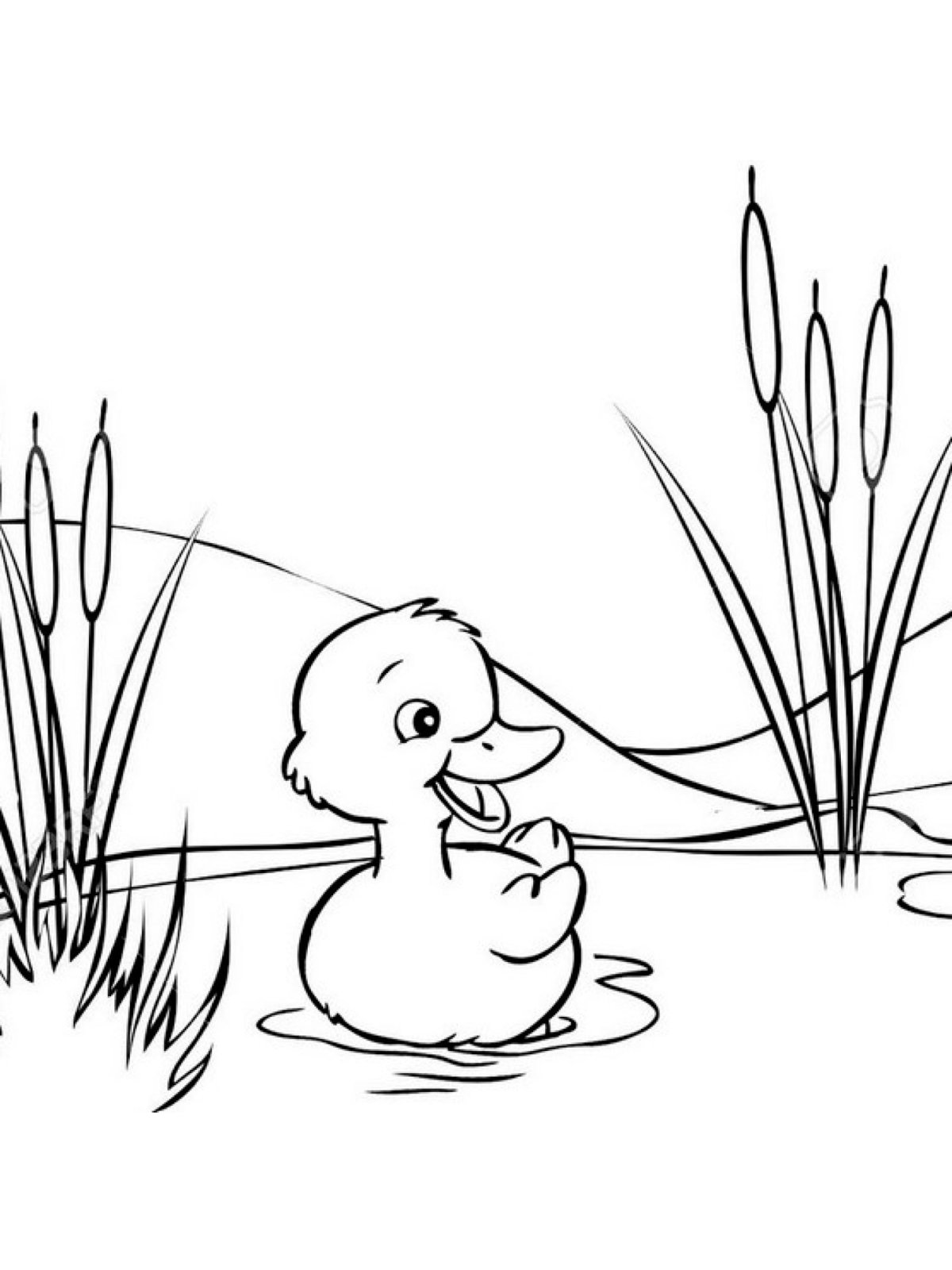 Сказки Житкова Храбрый утенок раскраска