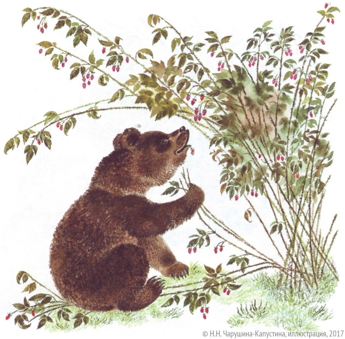 Медвежонок с бочкой меда раскраска