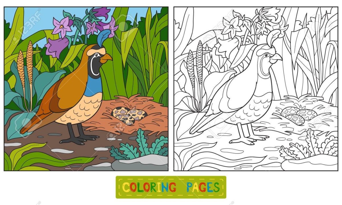 Куропатка раскраска для детей