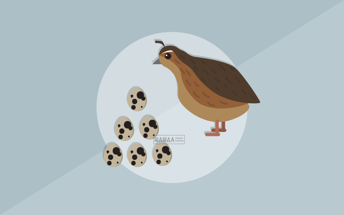 Перепел раскраска для детей