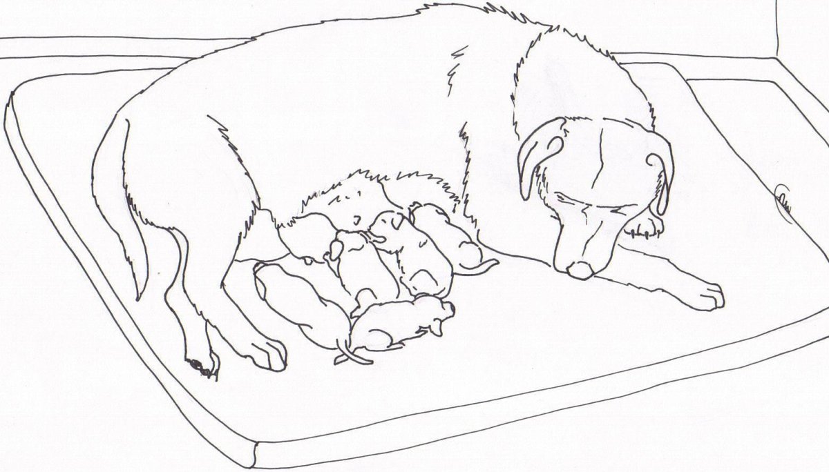 Раскраска мама собака и щенок