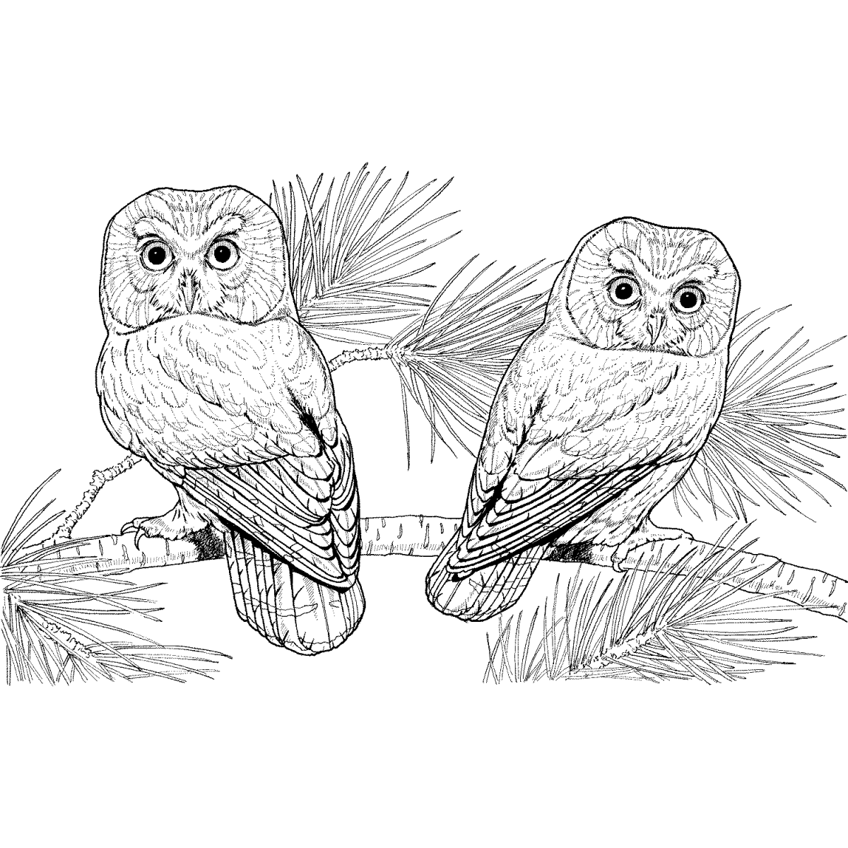 Раскраска Сыч