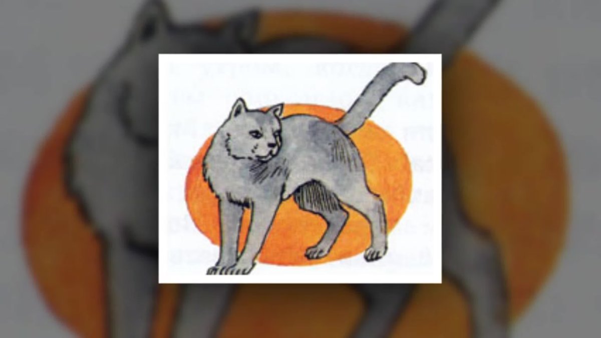 Беспризорная кошка картинки