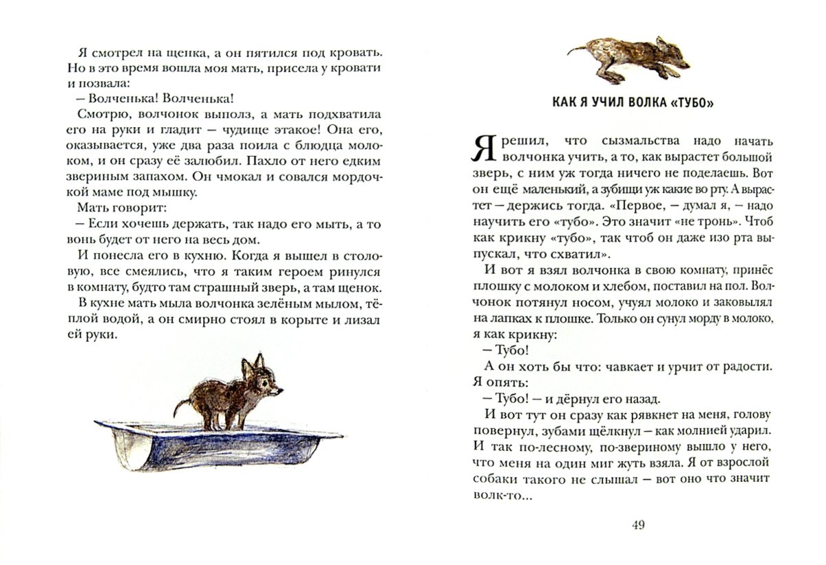 Амурский Лесной кот разукрашка