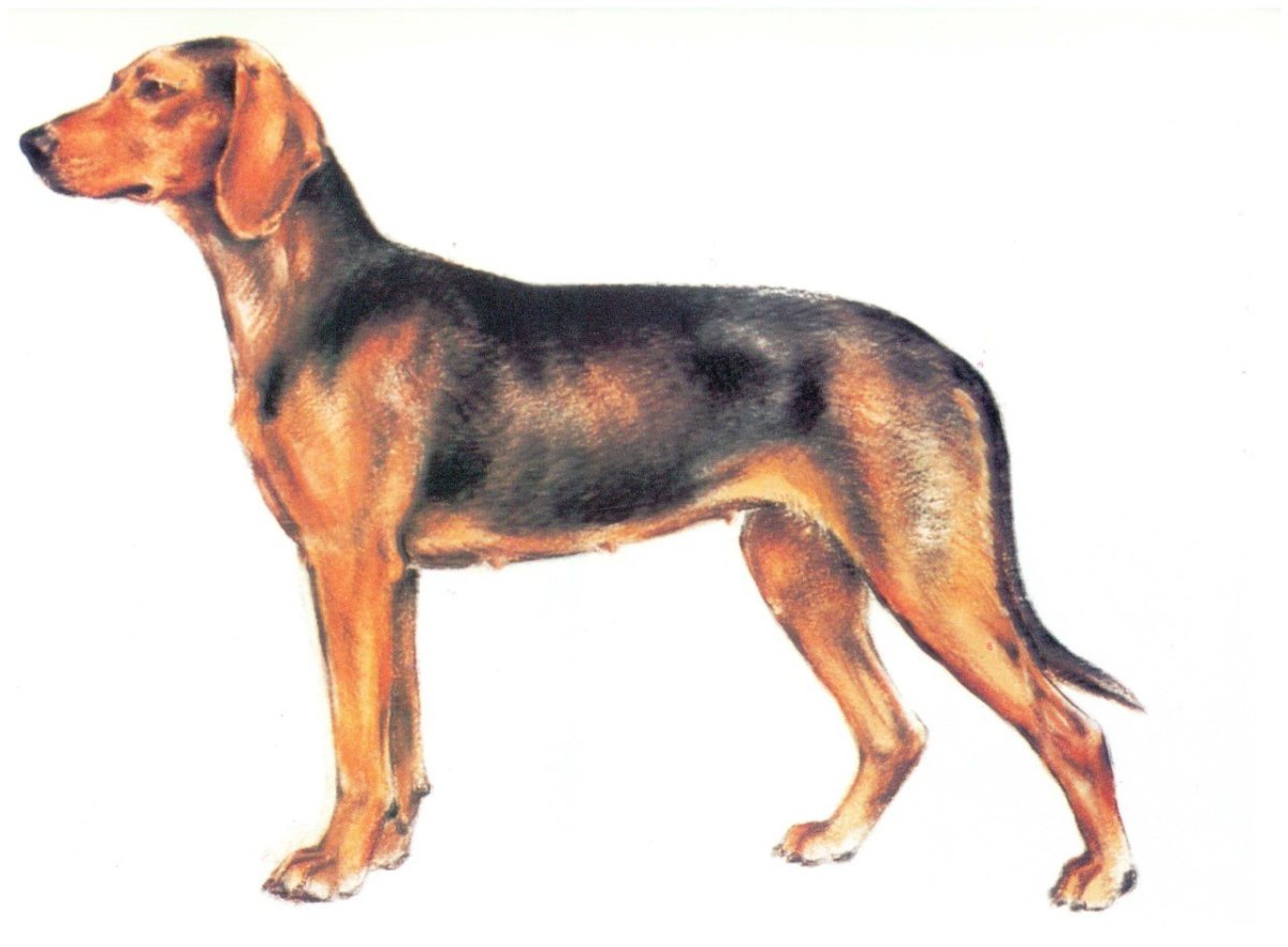 Балканская гончая