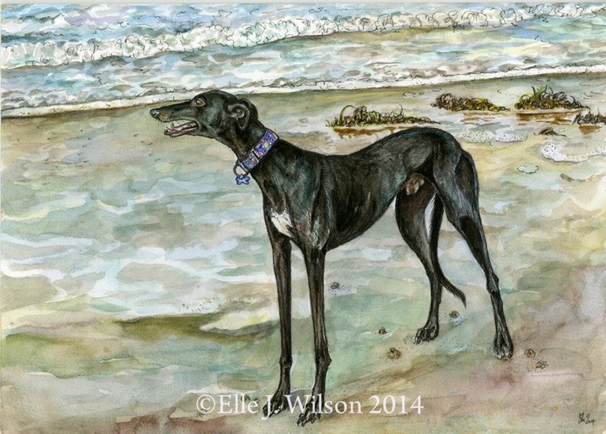 Борзая Грейхаунд хаунд арт