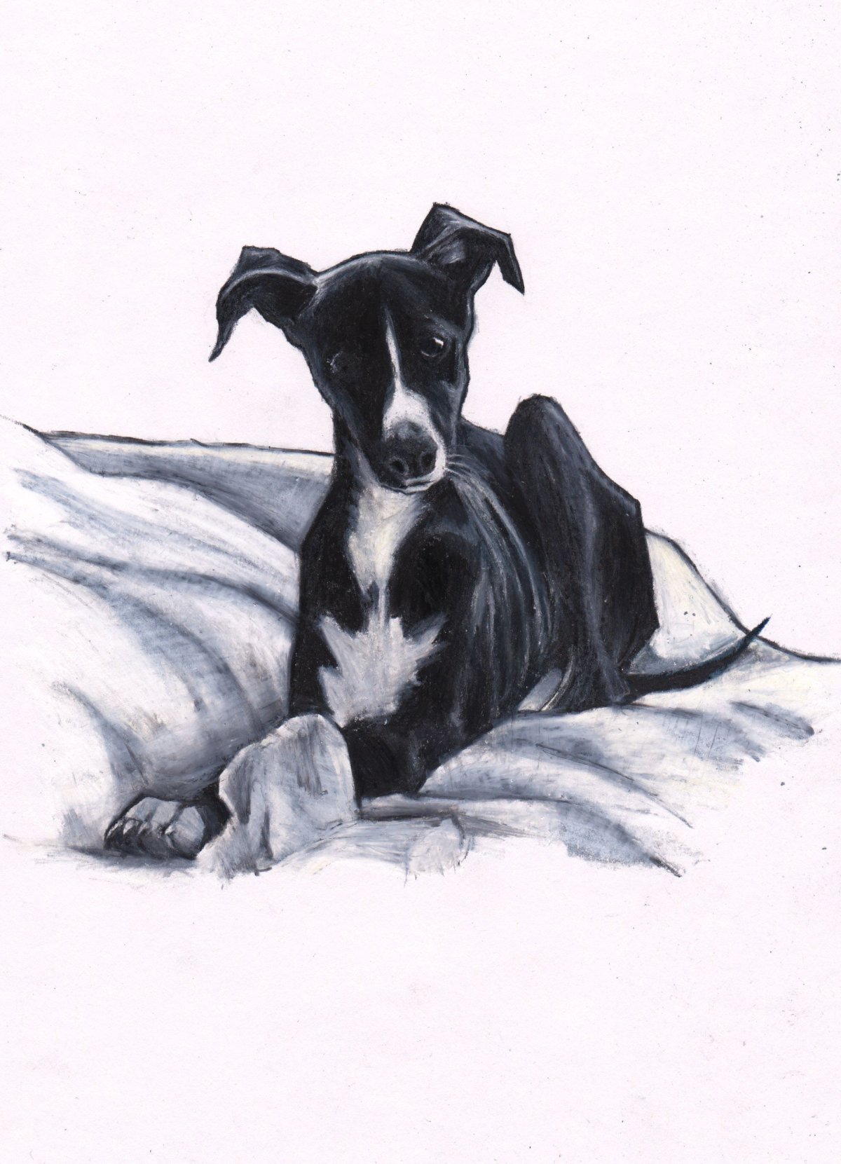 Уиппет открытка