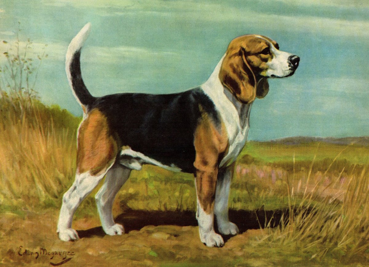 Иллюстрация арктур гончий пес