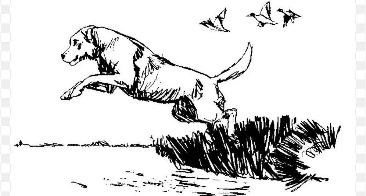 Венгерская выжла