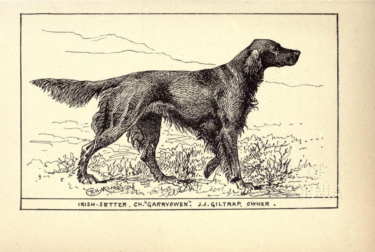 Ирландский сеттер гравюра