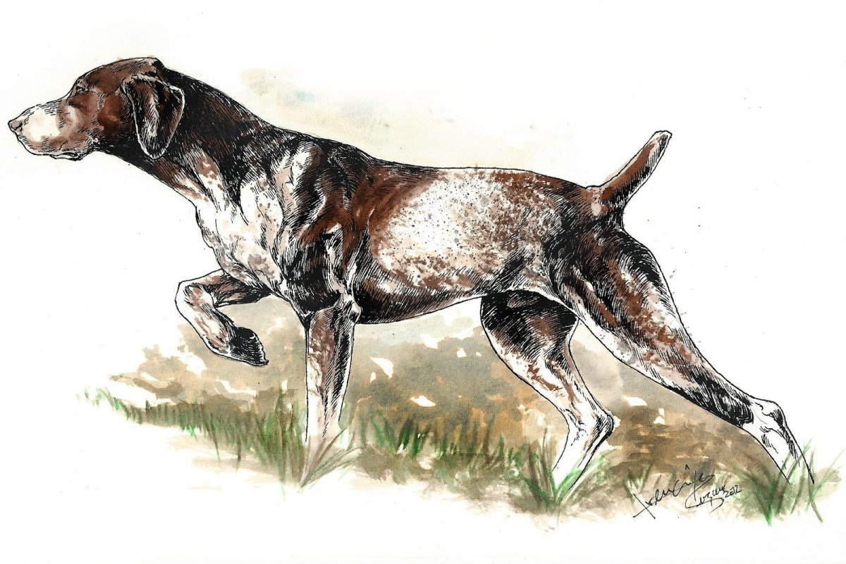 Охотничья стойка у собак