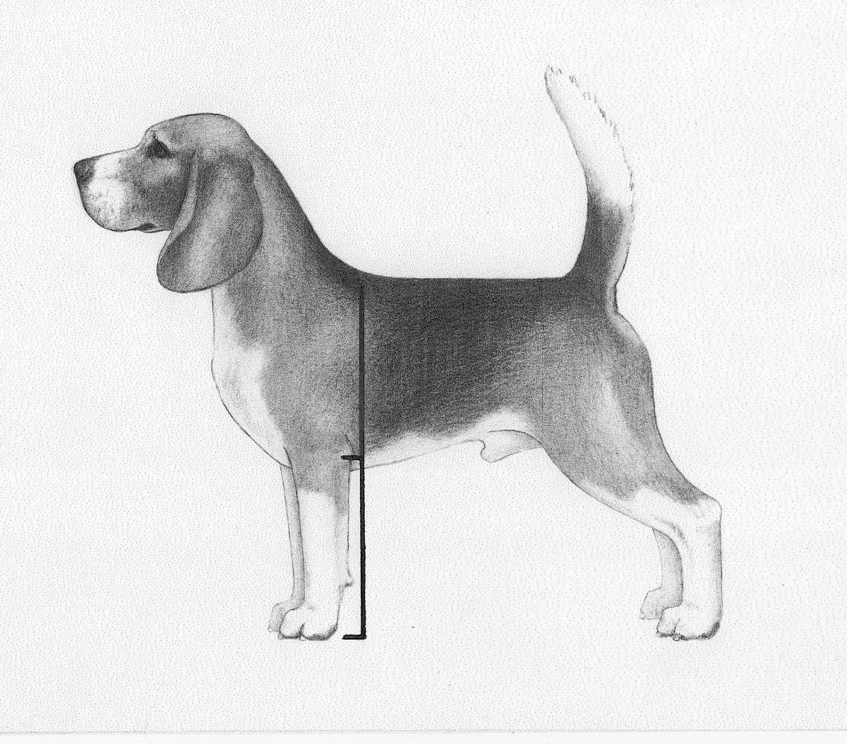 Ирландский сеттер на охоте