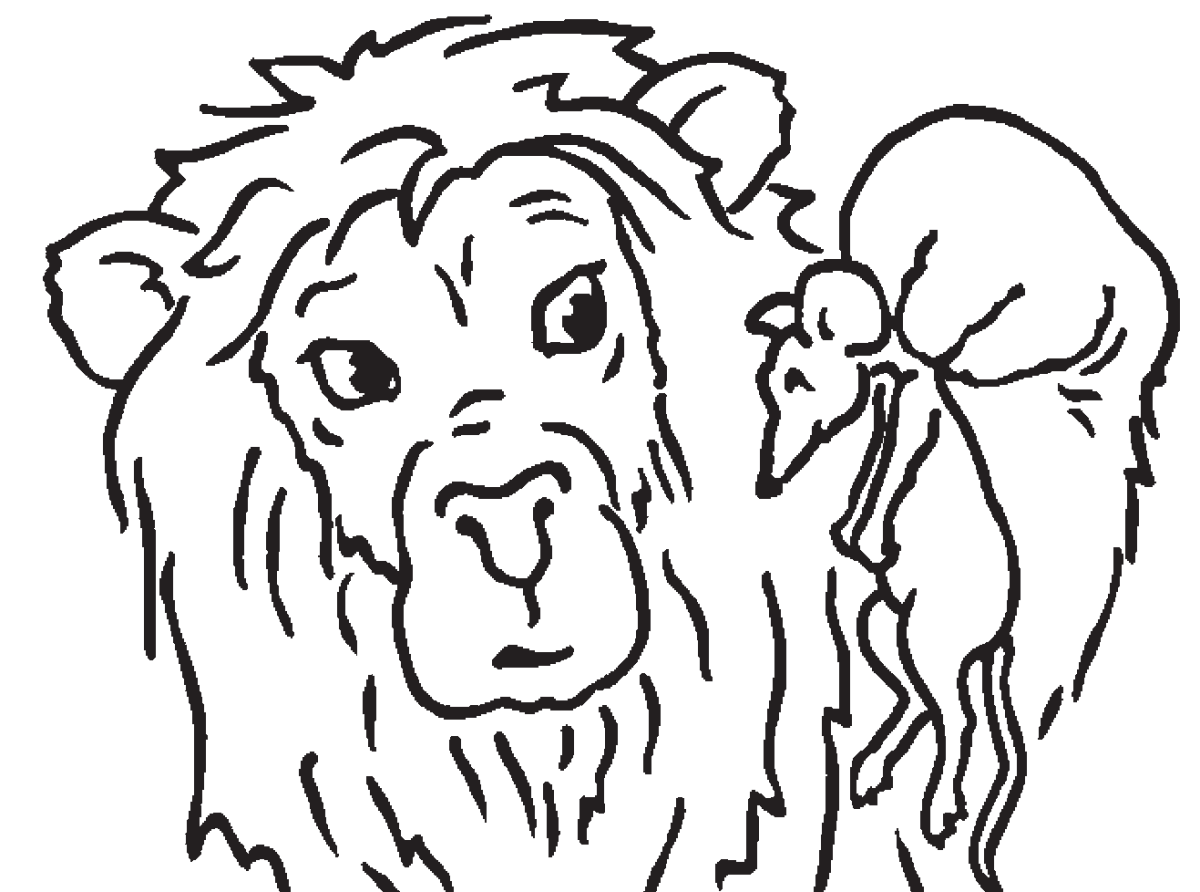 Лев раскраска для детей