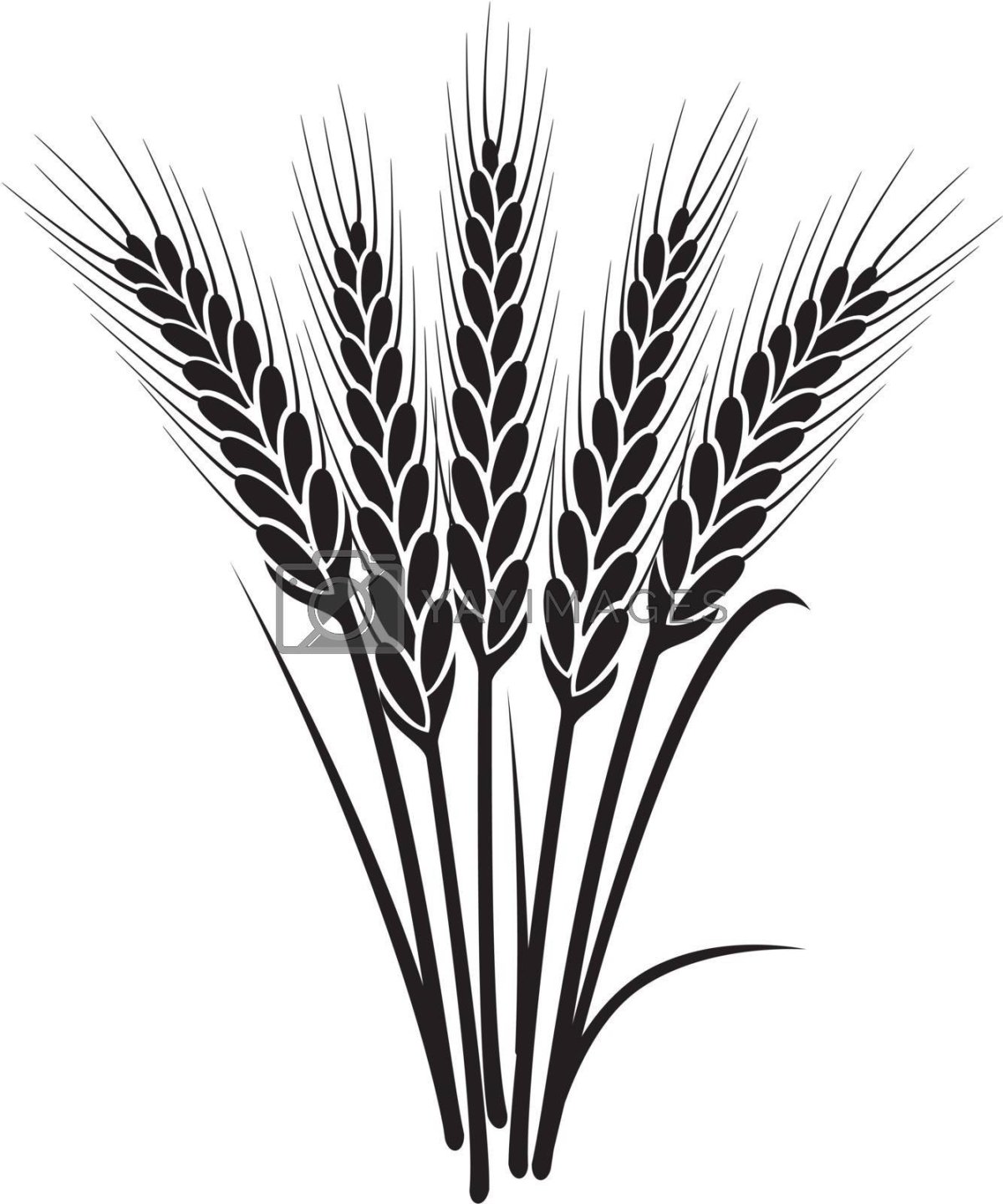 Злаки раскраска для детей